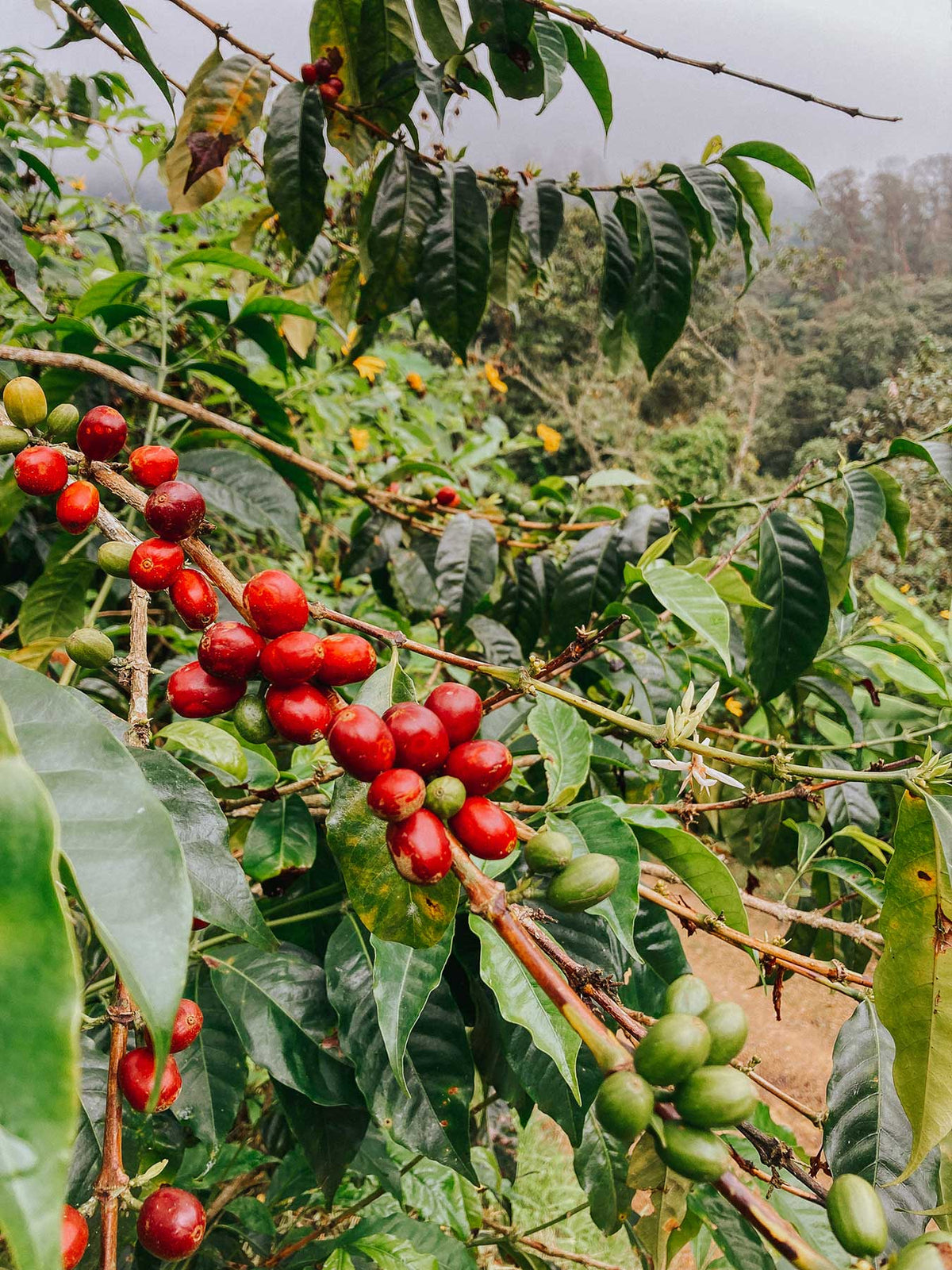 Fair Trade = Fairer Handel?